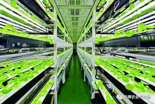 緊跟時代步伐 植物工廠——21世紀農(nóng)業(yè)發(fā)展的必然選擇與技術服務新機遇